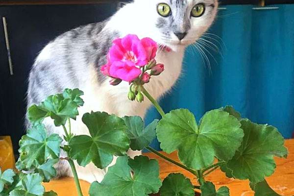 Une plante de Géranium avec un chat blanc et gris juste derrière