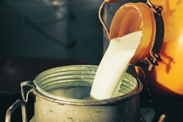 Du lait versé dans un sceau qui peut être dangereux pour la santé