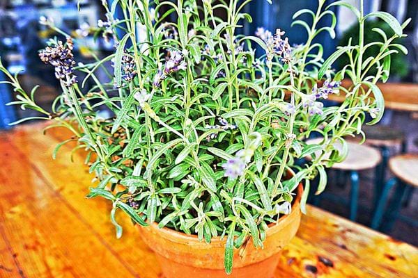 Une plante de Lavande sur une table en bois