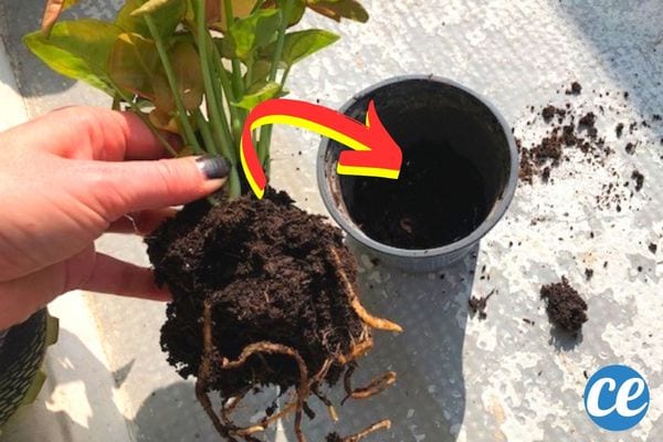 rempoter une plante verte dans un nouveau pot