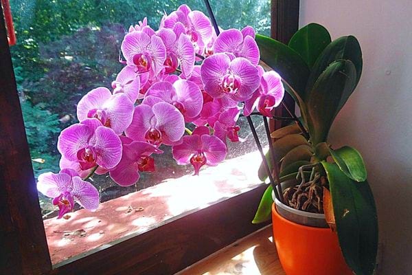 Une plante d'Orchidée devant une fenêtre