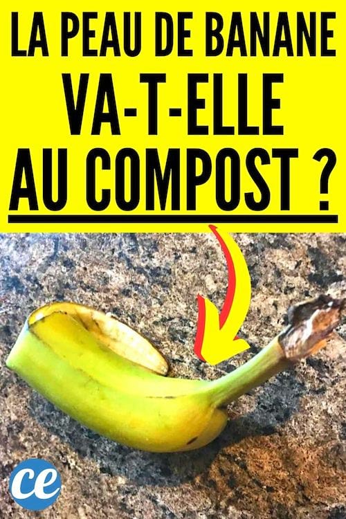 La peau de banane va-t-elle au compost ?