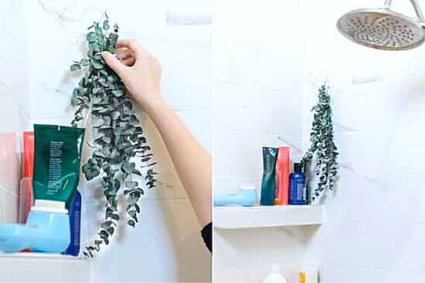 Une personne qui touche une plante d'Eucalyptus