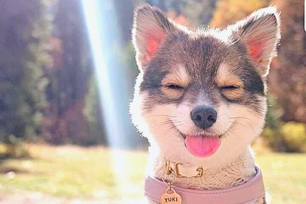 Un petit chien qui a l'air heureux tirant la langue et qui porte un collier rose et blanc 