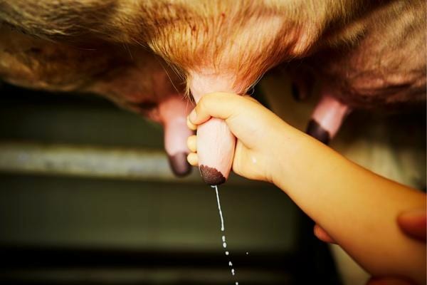 un pie de vache avec du lait qui coule qui peut être dangereux pour la santé