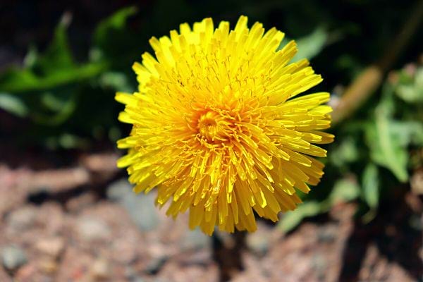 Une fleur de pissenlit avec un fond flou
