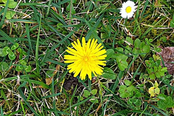 Un pissenlit dans l'herbe