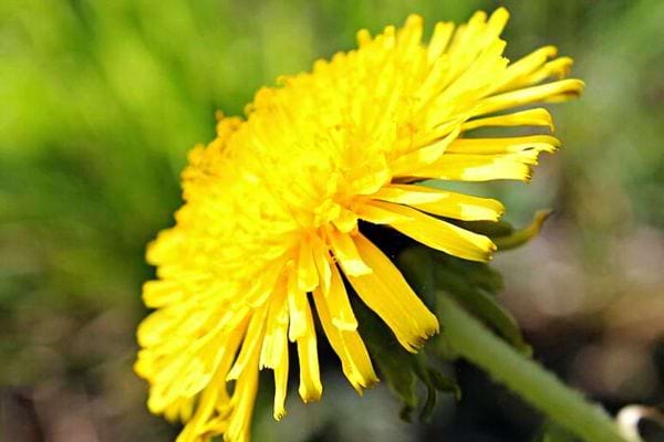 Un angle très proche d'une fleur de pissenlit