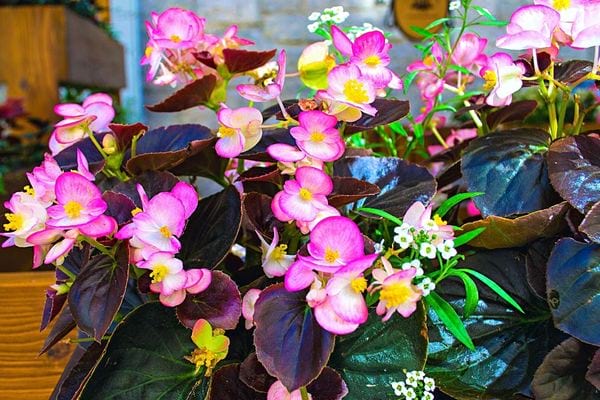 Une plante de Bégonia rose