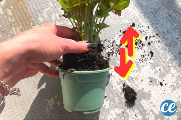 Une femme qui tient une plante dans son pot 