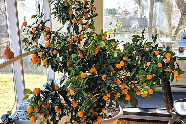 Une grande plante de Calamondin en intérieur