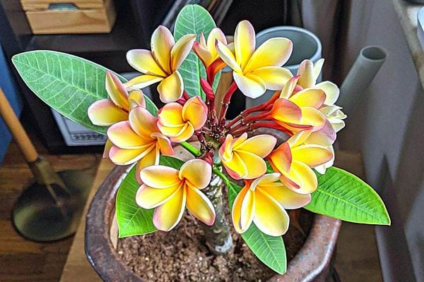 Une plante de Frangipanier dans un pot