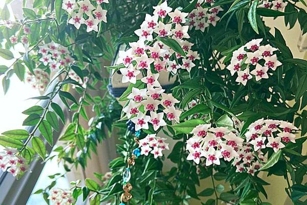 Une plante d'Hoya en intérieur