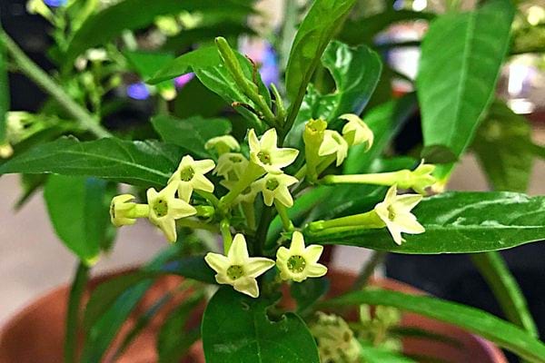Une plante de Jasmin de nuit