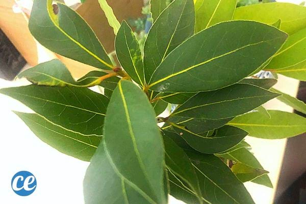 Une plante de Laurier sauce