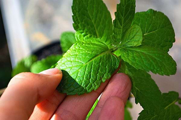 Une personne qui touche une plante de Menthe