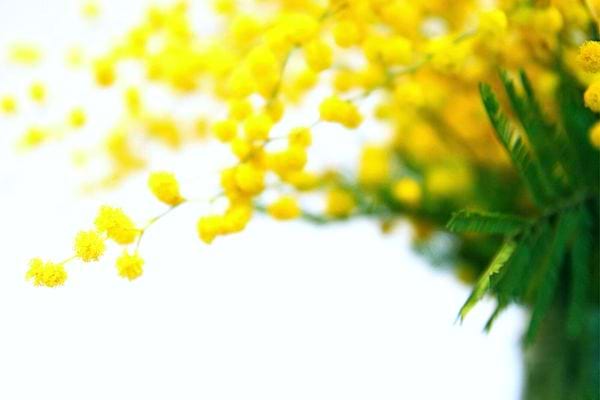 Une plante de Mimosa d'hiver sur un fond blanc