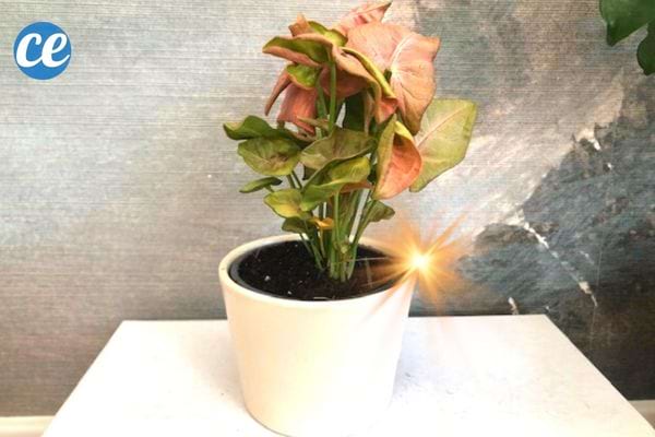 syngonium néon plante verte dans un pot blanc