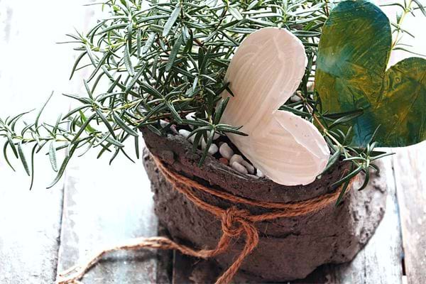 Une plante de Romarin avec deux coeurs