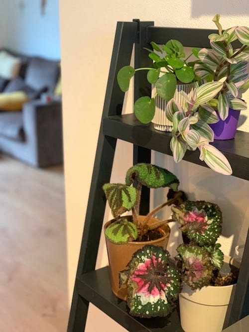 Plusieurs petites plantes sur une échelle noire inclinée 