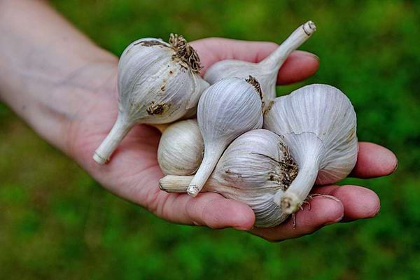 Eine Person hält mehrere Knoblauchzehen in der Hand