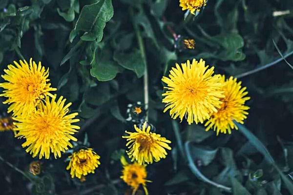 Plusieurs pissenlits dans un buisson