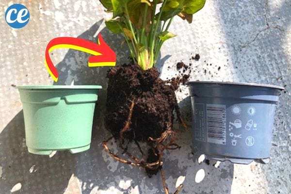 Deux pots qui entourent une plante