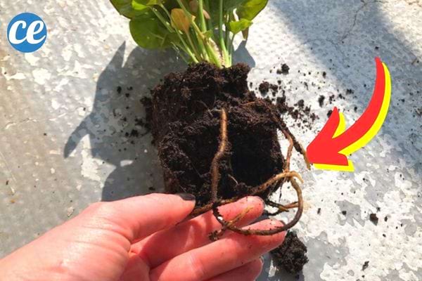 Une femme qui tient la racine d'une plante 