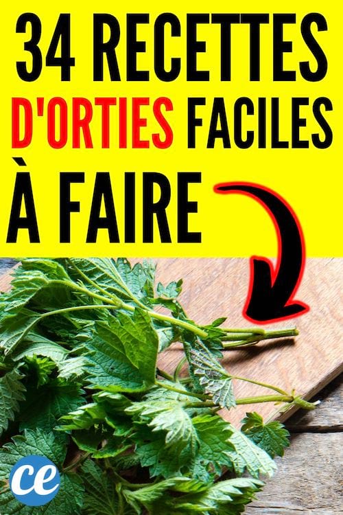 34 recettes d'orties faciles à faire
