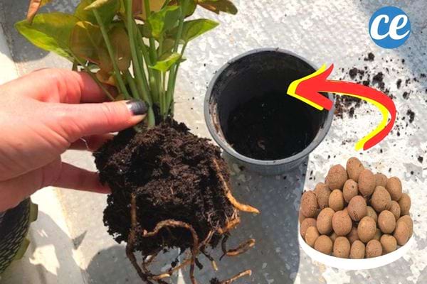 plante verte à rempoter avec des billes d'argile
