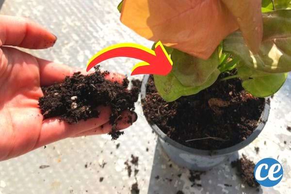 nouevlle terre mise dans un pot avec les mains