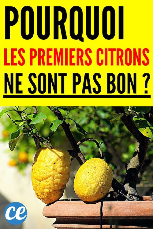 Pourquoi Il ne Faut Pas Manger les Premiers Citrons de la Récolte — free download