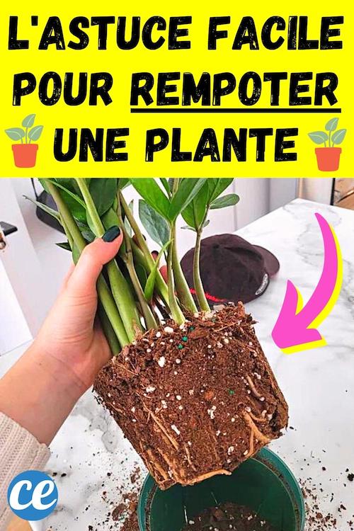Quand (et Comment) Rempoter Une Plante ? L