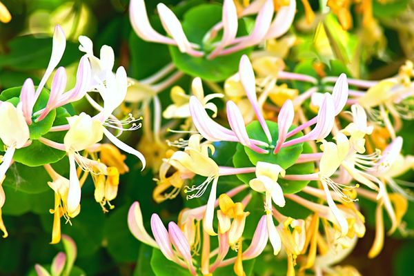 17 Plantes Odorantes Pour Parfumer Sa Maison Naturellement.