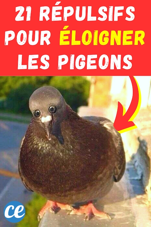 21 Répulsifs AntiPigeon Efficaces (Pour les Éloigner du Balcon — free download