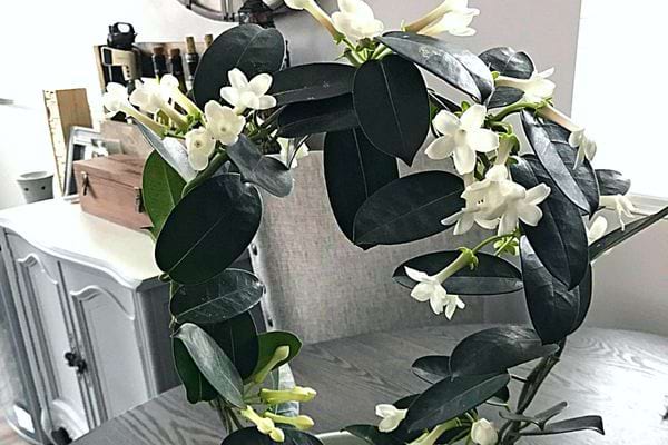Une plante de Stephanotis en intérieur