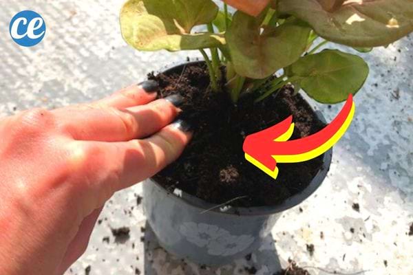 personne qui tasse la terre dans un pot avec les doigts