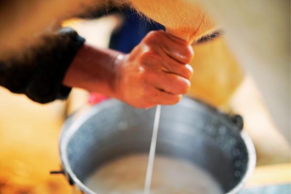 Traite d'un pie de vache pour avoir du lait pouvant être dangereux pour la santé