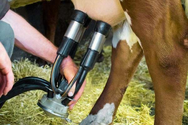 Une machine qui trait une vache pour avoir du lait qui peut être dangereux pour la santé