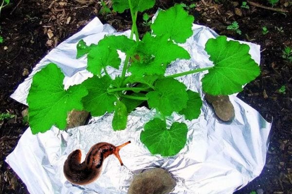 De l'aluminium autour d'une plante avec une limace dessus 