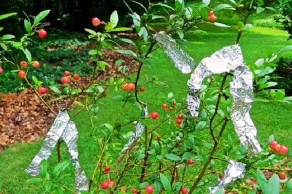 De l'aluminium sur les branches d'arbres fruitiers 