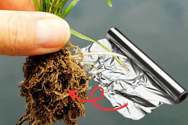 Une personne tenant la racine d'une plante avec de l'aluminium à côté 