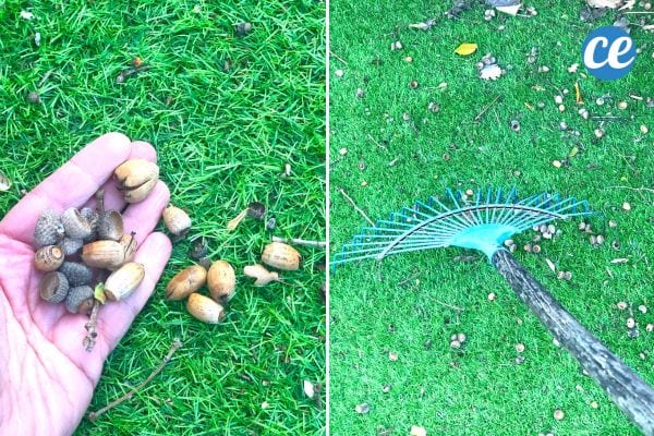 Une personne avec des noix dans la main et un balai à gazon sur du gazon synthétique