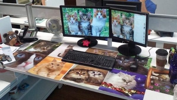 Un bureau avec deux ordinateurs remplies de chats