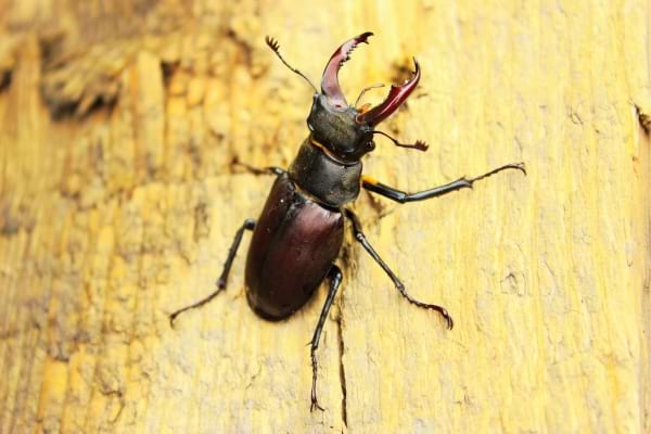 Un prédateur naturel contre les charançons