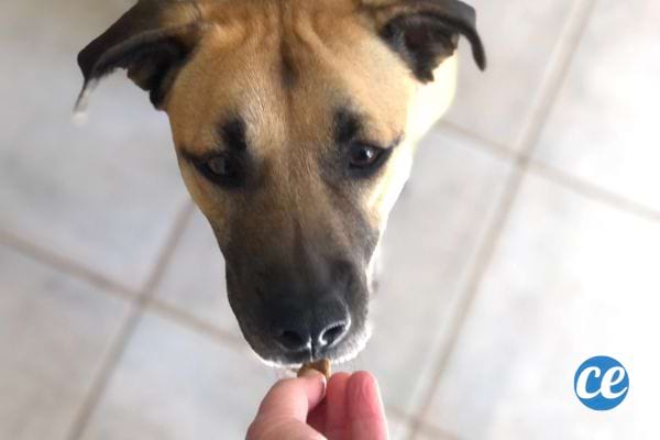 Un chien s'apprêtant à manger dans la main de son maître