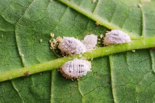 Plusieurs cochenilles sur une feuille