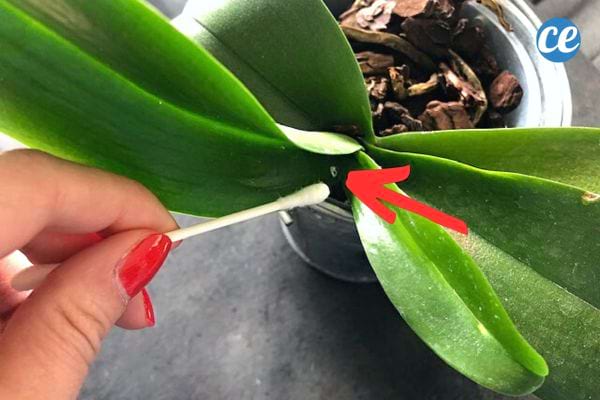Une femme passant un coton-tige pour éliminer les cochenilles sur les orchidées