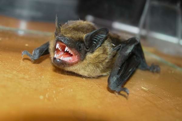 Une chauve souris dangereuse que l'on essaie de faire fuir