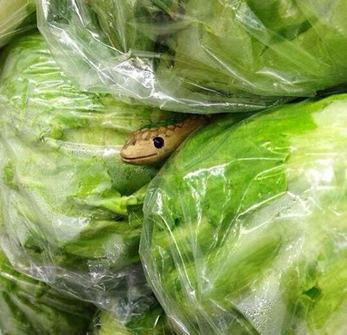 Un faux serpent mit entre plusieurs salade